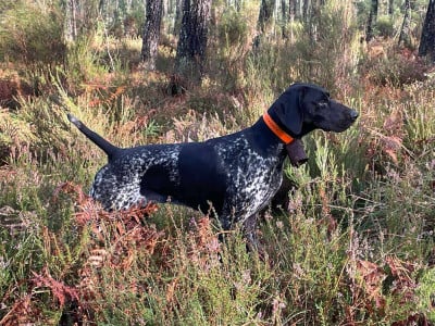 Étalon Braque allemand à poil court - Umlaut des terres du moulin de mortagne