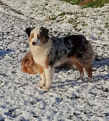 Étalon Berger Américain Miniature - ALBANE de la bande à Gro