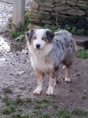 Étalon Berger Américain Miniature - Velouza de la bande à Gro