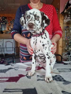 Étalon Dalmatien - Apple Of My Eye Du Clos De Patch