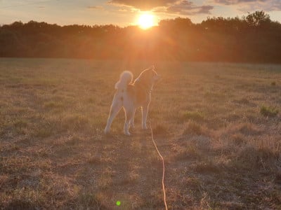 Étalon Akita - Urara dis Hinoko (Sans Affixe)