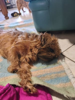 Topaze De La Maison De Rasta