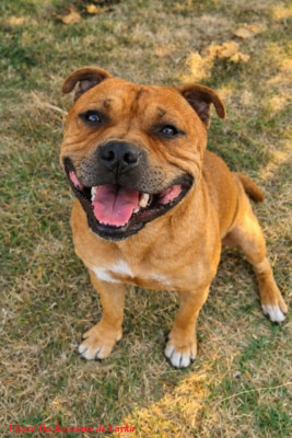 Étalon Staffordshire Bull Terrier - Ulysse Du Royaume De Layka