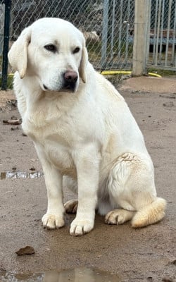 Étalon Labrador Retriever - Velours Du Moulin Sault