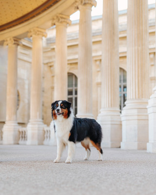 Étalon Berger Australien - The Stardust Of crystal lake
