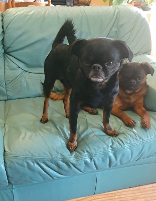 Étalon Petit Brabançon - Sushi du Domaine des Cotieres