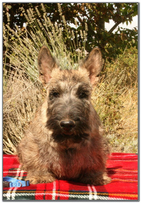 Étalon Scottish Terrier - Aragorn du Clan des Petits Colonels