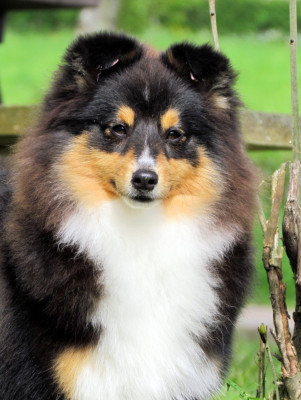 Étalon Shetland Sheepdog - Blue witch Virgin River