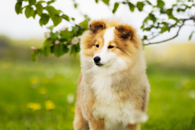 Étalon Shetland Sheepdog - Blue witch Vivienne Westwood