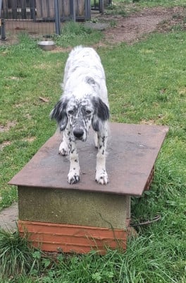 Étalon Setter Anglais - Aonnie du Pays de Vassiviere