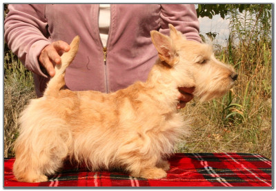 Étalon Scottish Terrier - Aplusbégalix du Clan des Petits Colonels