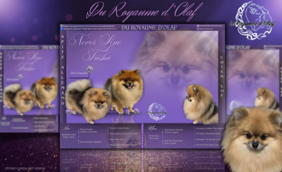 Étalon Spitz allemand - Trisha du Royaume d'Olaf