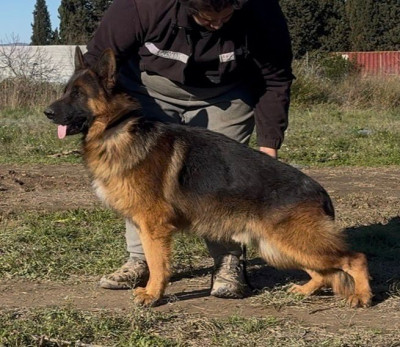 Étalon Berger Allemand - Valdo des Cieux Dorés