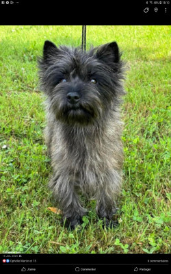 Étalon Cairn Terrier - Tatoo of my Heart D' isarudy