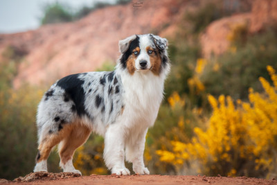 Étalon Berger Australien - Oh Lindt Boe Of surf paradise