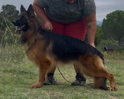 Étalon Berger Allemand Poil Long - Viva des Cieux Dorés