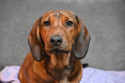 Étalon Basset des Alpes - Absinthe Des Echos Du Haut Des terres