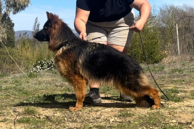 Étalon Berger Allemand Poil Long - Veva Von Angelius Team