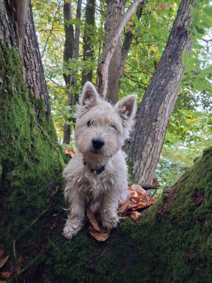 Étalon West Highland White Terrier - Angel de l'empreinte Eternelle