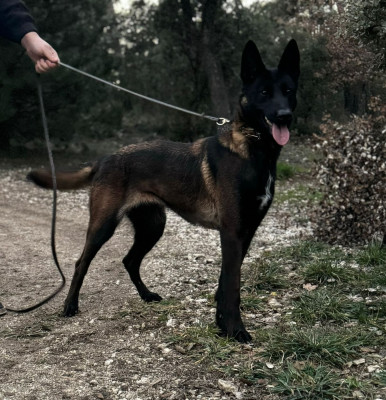 Étalon Berger Belge - Skylla de la vallée du warndt