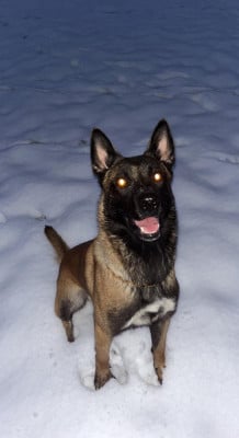 Étalon Berger Belge - Roy du domaine de nérée