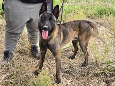 Étalon Berger Belge - T'ace des Cieux Dorés