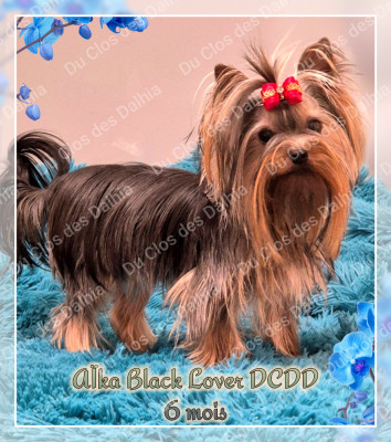 Étalon Yorkshire Terrier - Aïka Black Lover Du Clos Des Dalhia