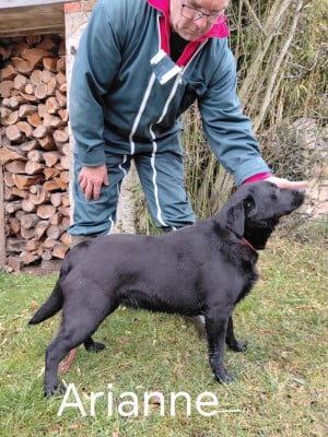 Étalon Labrador Retriever - ARIANNE de la hêtraie pourpre