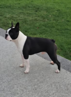 TEXAS Du Domaine De La Cour Souveraine