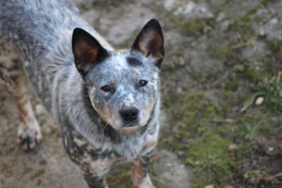 Étalon Bouvier australien - Catching Spots Varlpiri