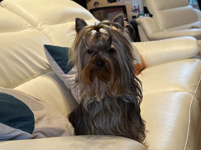 Étalon Yorkshire Terrier - Vicky D'ivena des lys