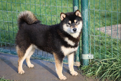 Étalon Shiba - Vvaichiro du Bois de Compiègne