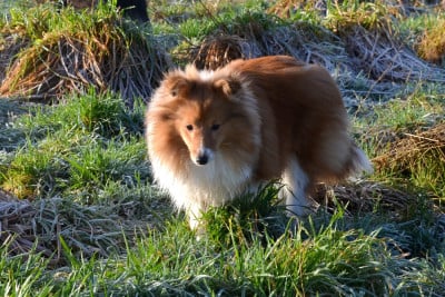 Étalon Shetland Sheepdog - Fanelsky Amazing Artemis
