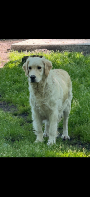 Étalon Golden Retriever - Salga Des Minis Pepites