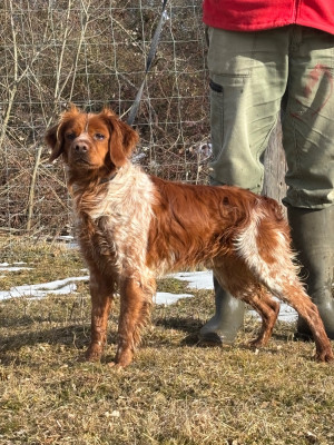 Étalon Epagneul Breton - Tobby des landes de pavée
