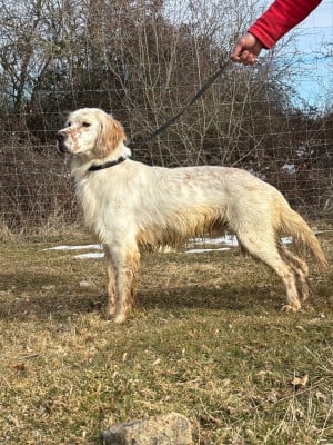 Étalon Setter Anglais - Volf De La Terrible Menée