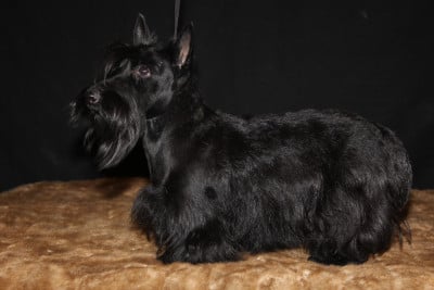 Étalon Scottish Terrier - Rolex Du Clan Des Seigneurs De L'Aven