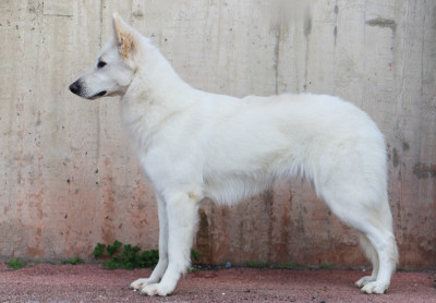 Étalon Berger Blanc Suisse - Flossy FYLÉIS Barniko Line