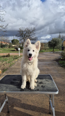 Étalon Berger Blanc Suisse - Akari ARUNY des terres de skoll et hati