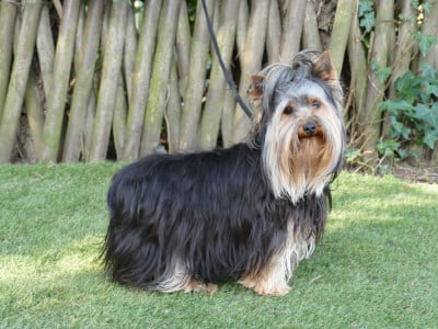 Étalon Yorkshire Terrier - VANILLE Du Temps Des Amazones