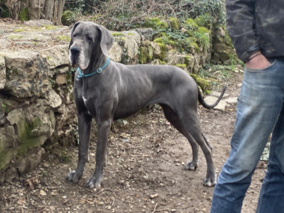 Étalon Dogue allemand - Thalia du mont Toise