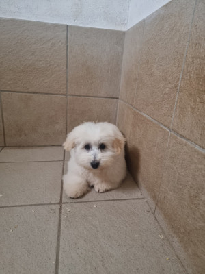 Étalon Coton de Tulear - APPLE des bois de la bro