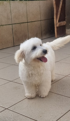 Étalon Coton de Tulear - APPY des bois de la bro