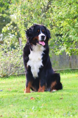 Étalon Bouvier Bernois - UNE TACHE De la colline de rilhat