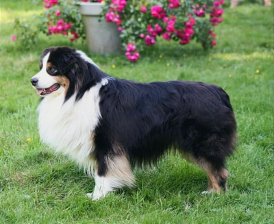 Étalon Berger Australien - FANDORI HAPPY WORLD GORDEY (Sans Affixe)