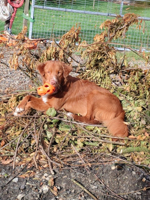 Étalon Retriever de la Nouvelle-Ecosse - Varennes dit koda Du Moulin Du Paulu