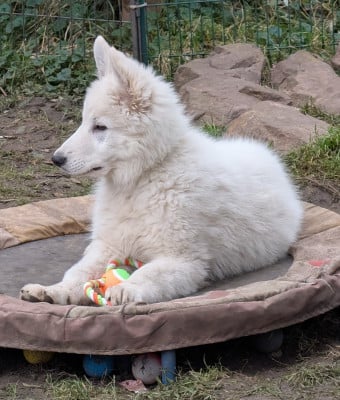 Étalon Berger Blanc Suisse - ATOUT , (dit ARCHIBALD) de l'Aube des Hortensias