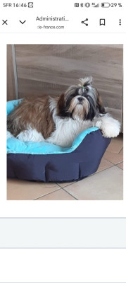 Étalon Shih Tzu - de la vallée de Frigolet Ruby de la vallée de frigolet