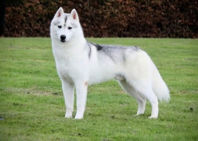 Étalon Siberian Husky - CH. Viper s venom Des Sarmentins