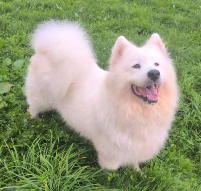 Étalon Samoyède - Pandora Appollina Corsica Pastush'i Sobaki